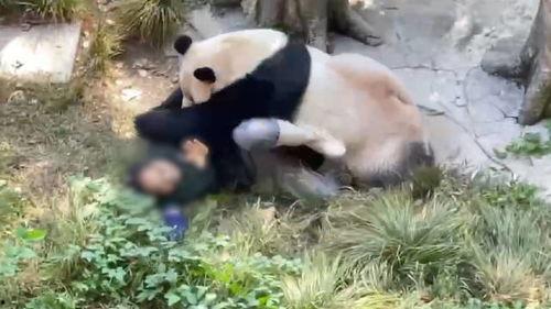 熊猫狗仔爆料是真的吗视频,熊猫狗仔爆料视频真实性揭秘