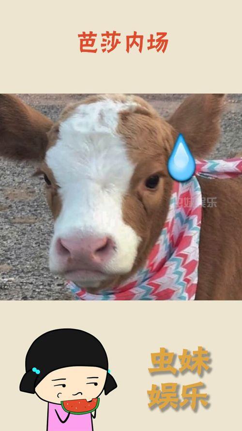 娱乐吃瓜酱什么意思